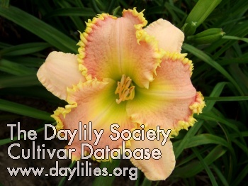 Daylily On the Prowl